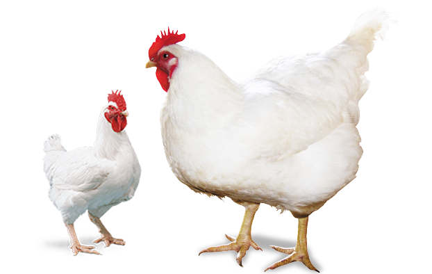 【48812】世界级生态岛上的“黑科技”养鸡场